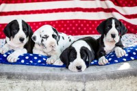 /album/fotogalerie-vrh-g/litter-g-eae-01-jpg/